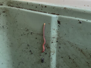 壁に上るミミズ