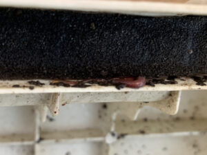 隙間に入るミミズ