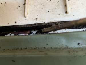 隙間に居るミミズを捕まえる