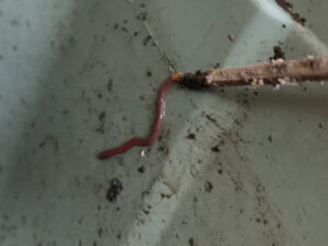 竹串でミミズを捕まえる