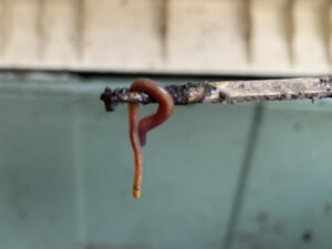 プランター・植木鉢からシマミミズが脱走する