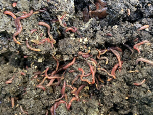 最近のミミズ達の様子