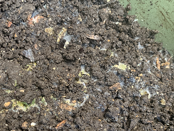 コンポスト内に入れた米ぬかに白い菌糸が生える