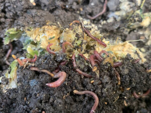 生ゴミと米ぬか