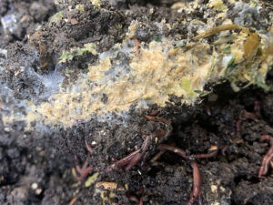 米ぬかの与えすぎは分解に時間が掛かる