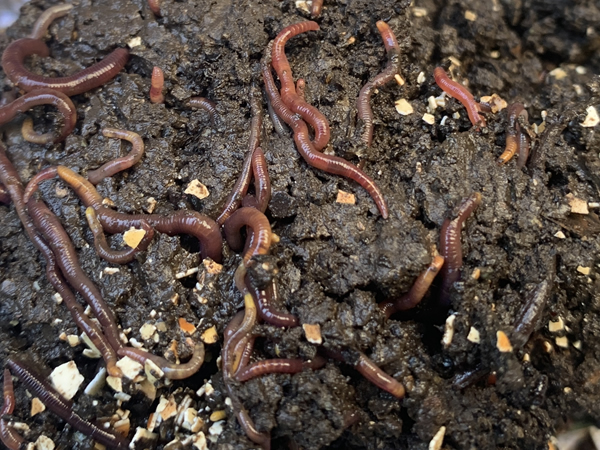 ミミズ達は冬の屋外でも元気