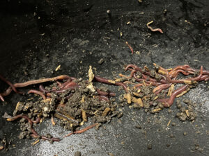 赤ちゃんミミズも外から室内へ移動