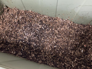 室内飼育箱の様子