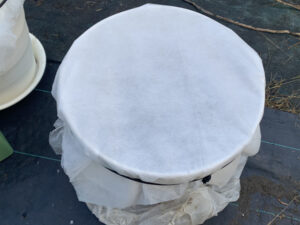 プランター・植木鉢に不織布のカバーをして害虫侵入を防ぐ