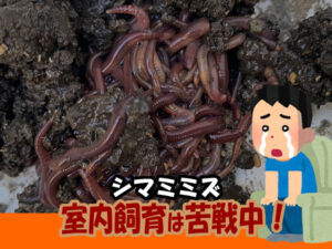 シマミミズの室内飼育が難しい、苦戦しています。