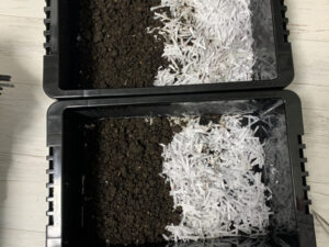 シマミミズの室内飼育用にシュレッダー紙を使ってみる