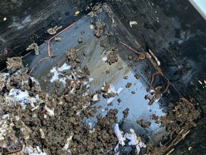 ミミズも確認出来ました。