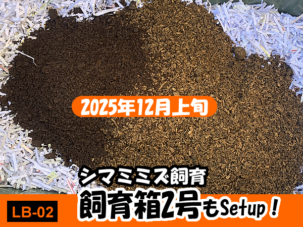 シマミミズの屋外飼育箱