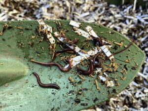 シマミミズを飼育箱へ入れる