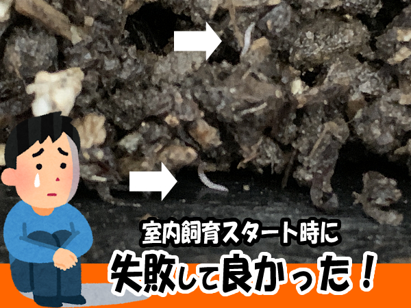 失敗して良かった！シマミミズの室内飼育の様子