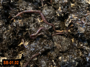 Aグループのミミズは艶があり状態が良さそう