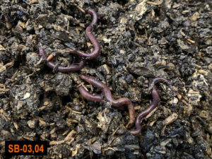 室内飼育Bグループのシマミミズは太く、更に元気な様子