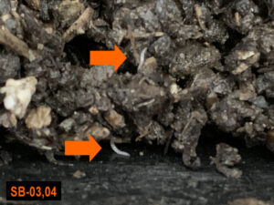 赤ちゃんシマミミズが誕生している！繁殖を確認しました。