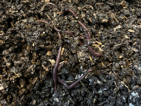 元気なシマミミズ