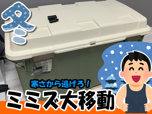 冬の寒さを乗り切る為にシマミミズを室内へ移動する