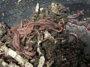 屋外から室内へ移動させたシマミミズ