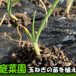 逗子で家庭菜園