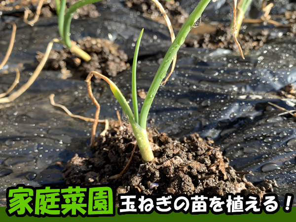 逗子で家庭菜園