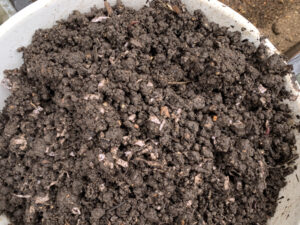 ミミズコンポストの堆肥を畑に使う