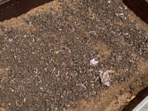 ミミズ堆肥に期待