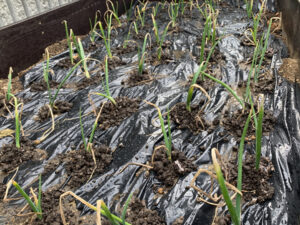 玉ねぎの苗を植える