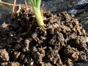 玉ねぎの苗の根本付近にミミズコンポストの堆肥を撒く