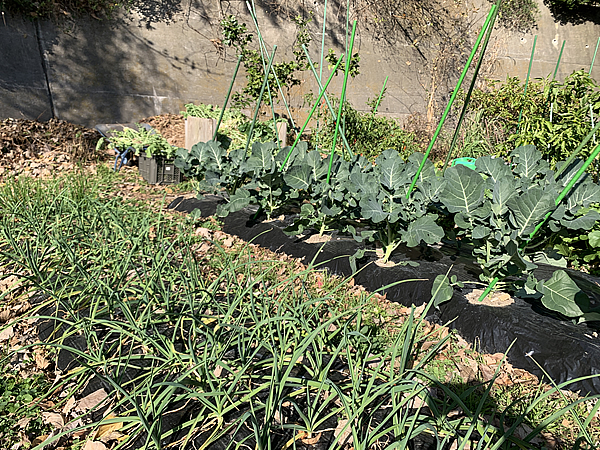 近所の家庭菜園の見学