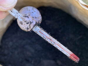 温度計で堆肥の温度を計る