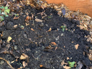 枯葉と牛糞堆肥を混ぜた様子